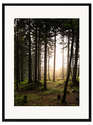 Impression artistique encadrée Une forêt dans la lumière du soir