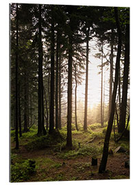 Tableau en plexi-alu Une forêt dans la lumière du soir