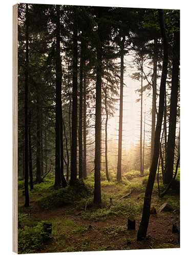 Holzbild Wald im Abendlicht