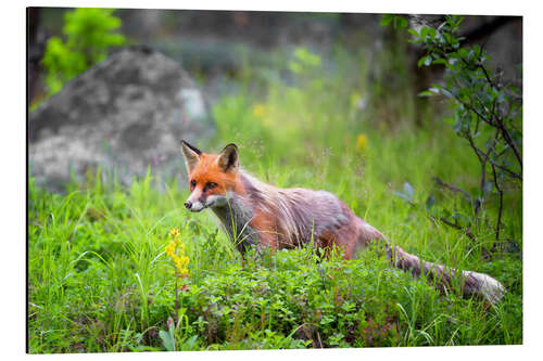 Tableau en aluminium Renard au printemps