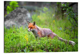 Alubild Fuchs im Frühjahr