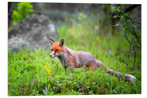 Print på skumplade Fox in springtime