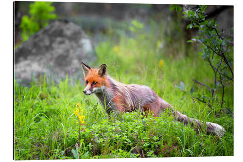 Galleriprint Fox in springtime