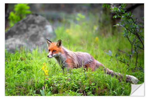 Muursticker Fox in springtime