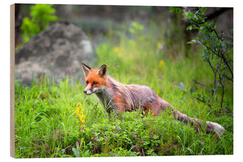 Stampa su legno Fox in springtime