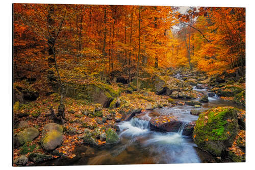 Alubild Goldener Herbst im Nationalpark Harz