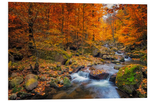 Foam board print Golden autumn in nationalpark harz