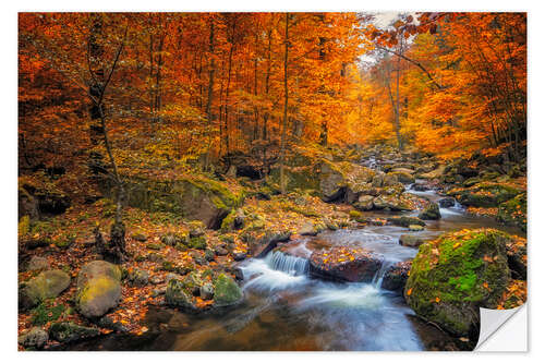 Autocolante decorativo Golden autumn in nationalpark harz