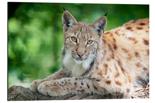 Tableau en aluminium Lynx au printemps