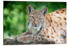 Alubild Luchs im Frühjahr