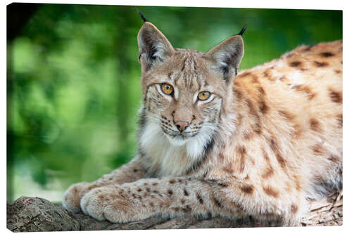 Canvas print Lynx in springtime