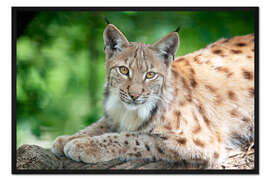 Gerahmter Kunstdruck Luchs im Frühjahr