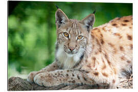 Gallery print Lynx in springtime