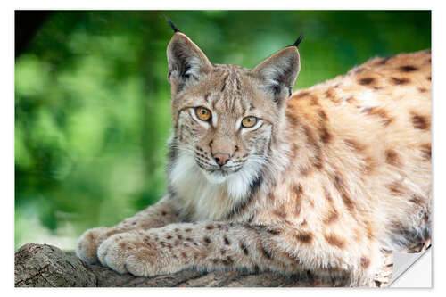 Selvklebende plakat Lynx in springtime