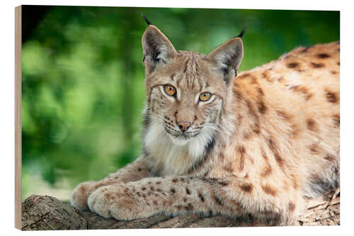 Wood print Lynx in springtime