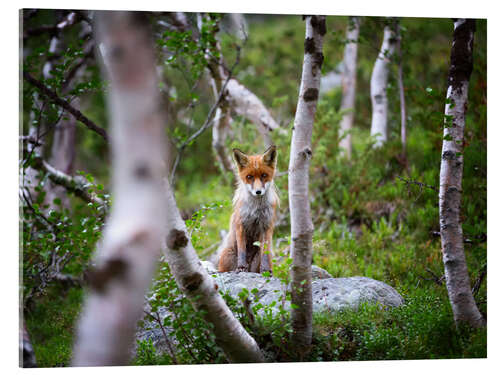 Obraz na szkle akrylowym Fox in springtime