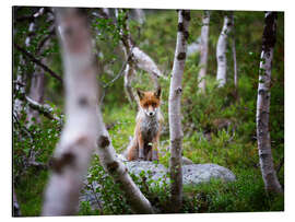 Quadro em alumínio Fox in springtime