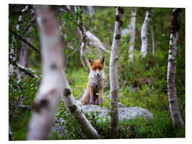 Foam board print Fox in springtime