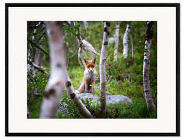 Impressão artística com moldura Fox in springtime