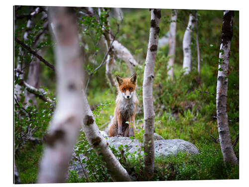 Galleritryk Fox in springtime