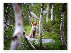 Poster Fox in springtime