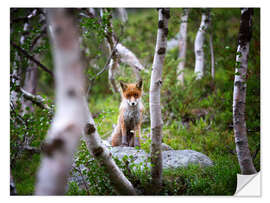 Naklejka na ścianę Fox in springtime