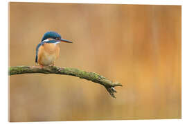 Cuadro de metacrilato Kingfisher in autumn