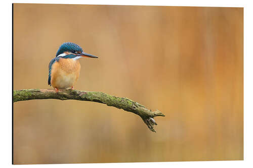 Stampa su alluminio Kingfisher in autumn