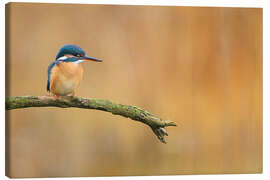 Canvas print Kingfisher in autumn