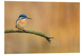 Foam board print Kingfisher in autumn