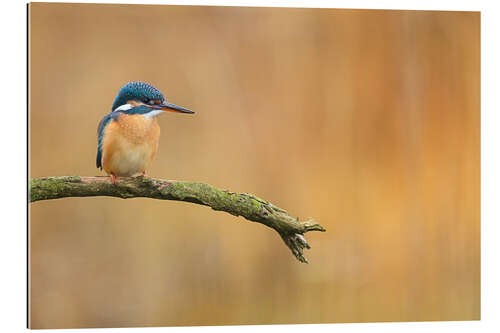 Gallery print Kingfisher in autumn