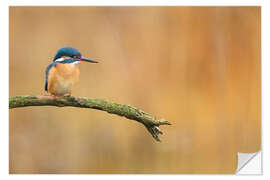 Vinilo para la pared Kingfisher in autumn