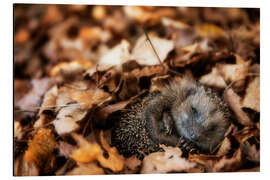 Cuadro de aluminio Sleeping baby hedgehog