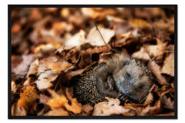 Gerahmter Kunstdruck Schlafender Baby Igel