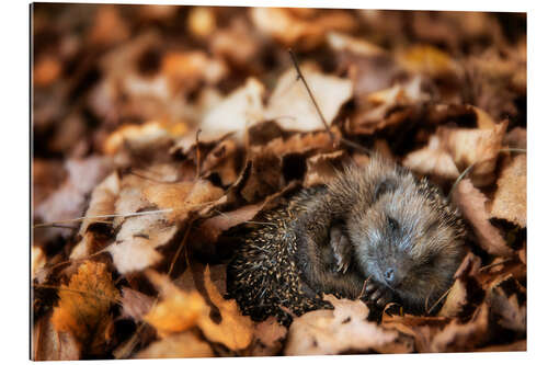 Galleriprint Sleeping baby hedgehog