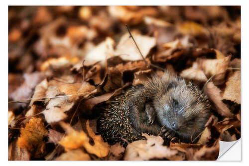 Naklejka na ścianę Sleeping baby hedgehog