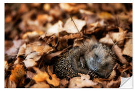 Vinilo para la pared Sleeping baby hedgehog