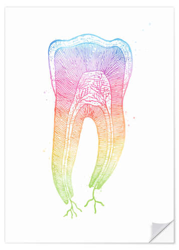 Sisustustarra Rainbow tooth root