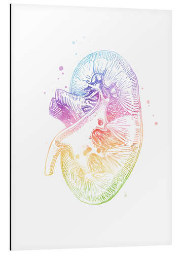 Quadro em alumínio Rainbow kidney