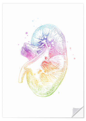 Selvklebende plakat Rainbow kidney