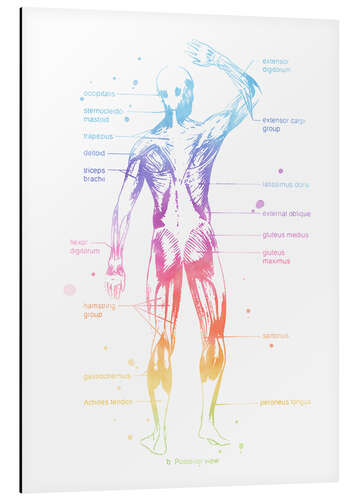 Aluminium print Rainbow Musculator II