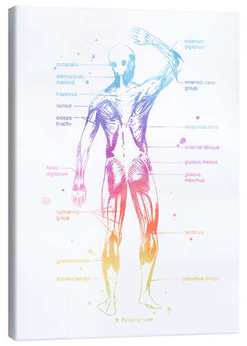 Obraz na płótnie Rainbow Muscle System II