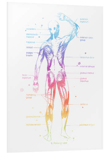 Foam board print Rainbow Musculator II