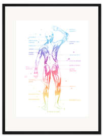 Gerahmter Kunstdruck Regenbogen-Muskelsystem II, beschriftet