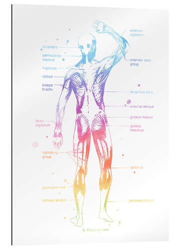 Galleritryck Rainbow Muscle System II