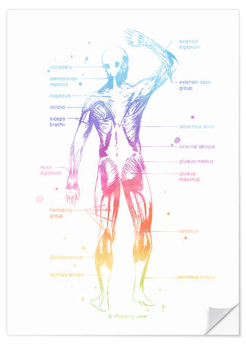 Wandsticker Regenbogen-Muskelsystem II, beschriftet
