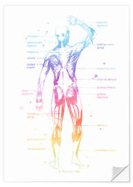 Wandsticker Regenbogen-Muskelsystem II, beschriftet