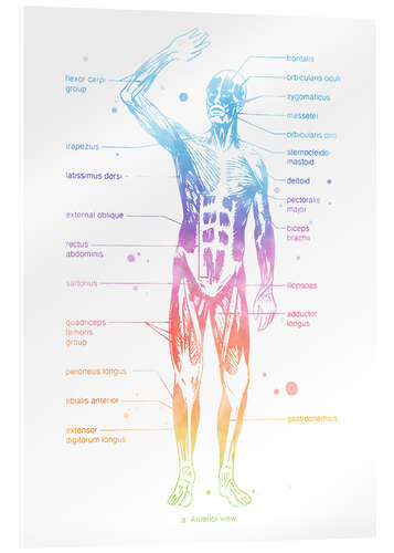 Stampa su vetro acrilico Sistema muscolare arcobaleno (inglese)