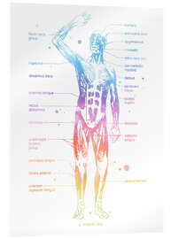 Acrylglasbild  Regenbogen-Muskelsystem I, beschriftet - Mod Pop Deco