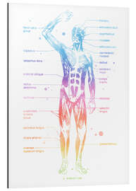 Aluminium print Rainbow Muscle System I.